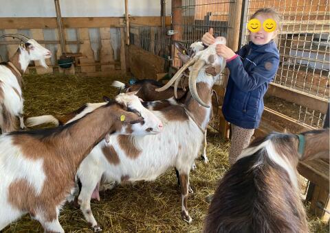 Steirische Scheckenziege in Milch