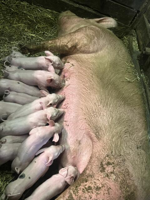 Ferkel