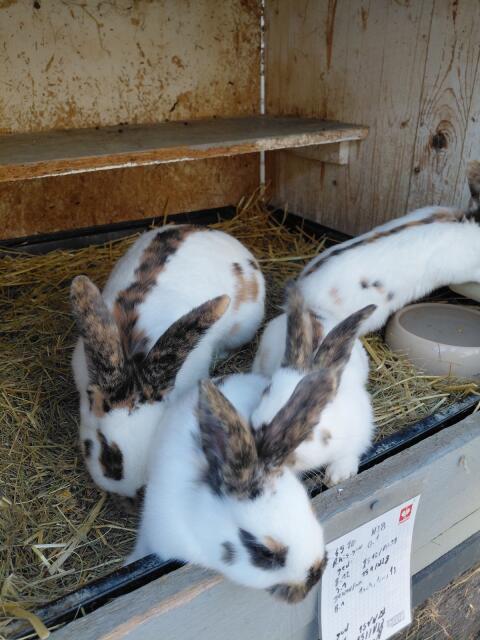 Junge Kaninchen