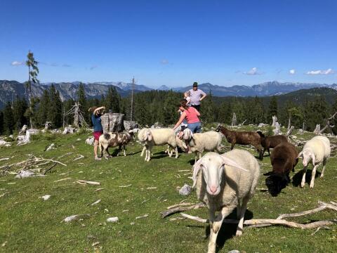Suche Bergschaf oder Jura Widder