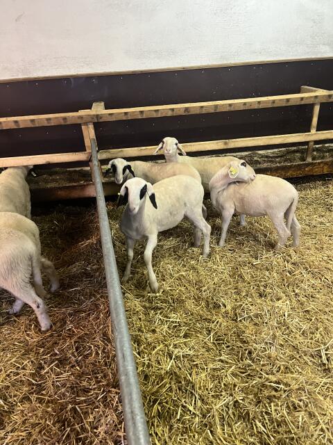 Brillenschafe (nicht HB fähig)