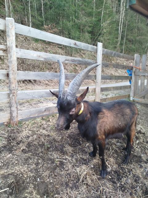 Aosta Bock