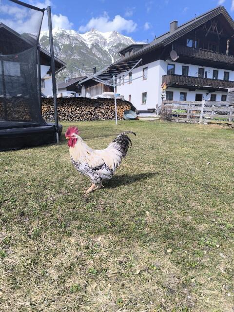 Hahn zu verschenken