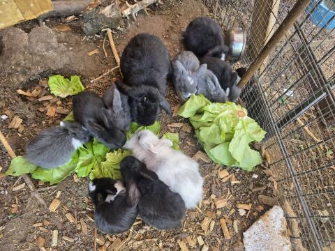 Mini Lop Zwerg