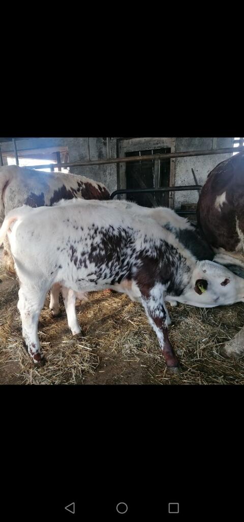 PSR Bullen Kalb