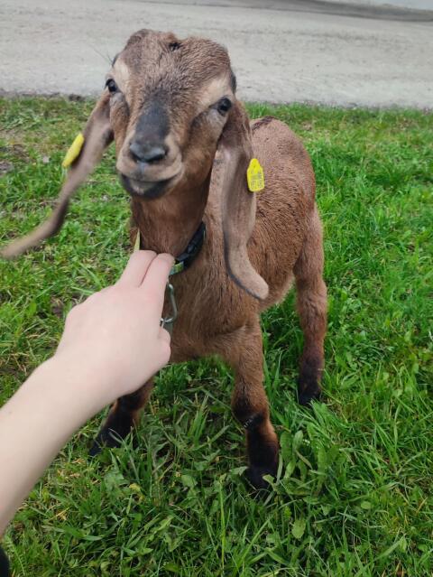 Anglo-Nubier Ziegenböcke