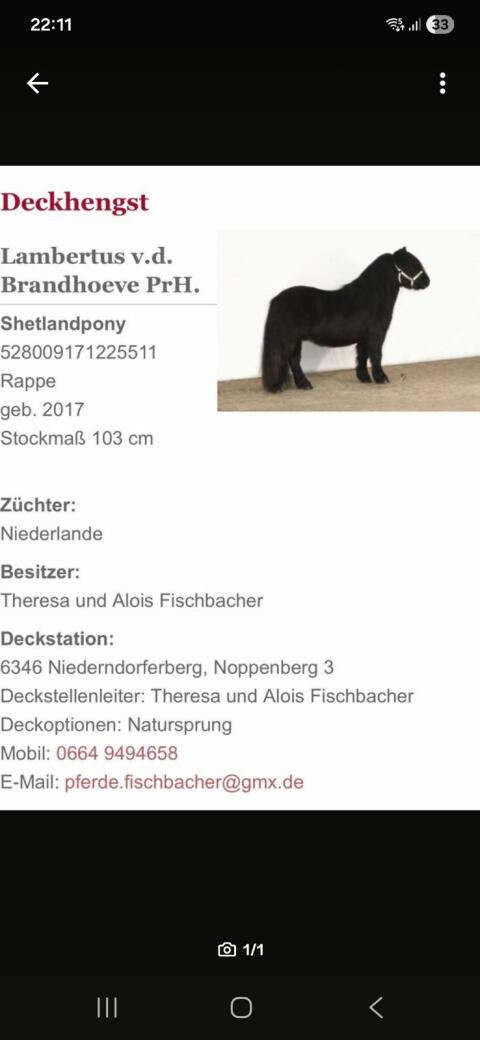 Deckhengst