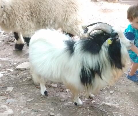 Mini Zwergziegenbock