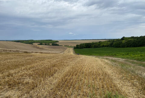 300 ha Agrarland im Eigentum einer Ung. GmbH (Kft.)