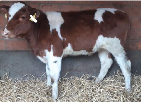 Suche Bio FL-Kalb