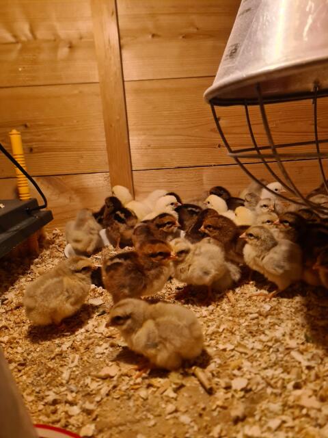 Verkaufe Welsumer Küken