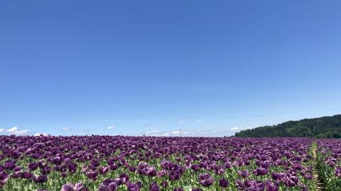 Blaumohn