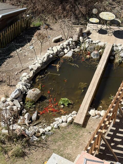 Goldfische zu verschenken