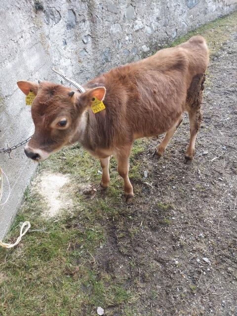Jersey Stierkalb