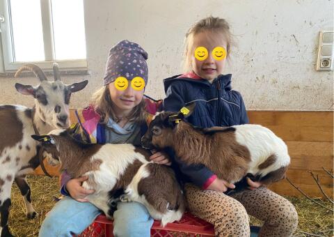 Steirische Scheckenziege mit 2 weiblichen Kitzen