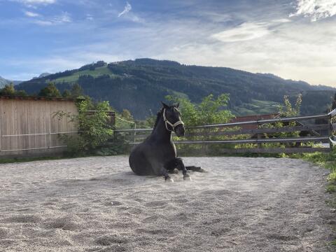 Reitbeteiligung zu vergeben