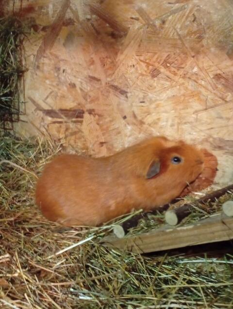 Meerschweinchenmännchen