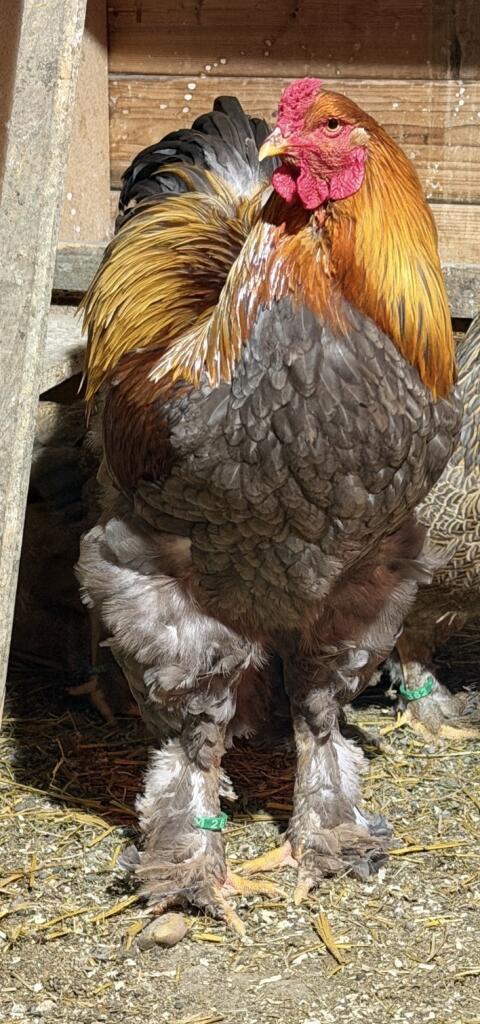 Brahma