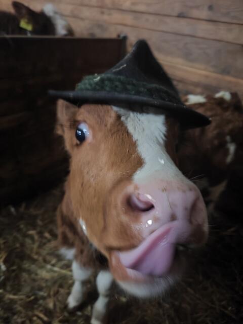 Suche trächtige Fleckvieh-Kalbin