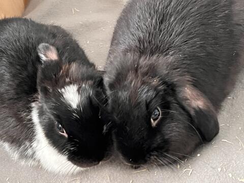 2 Mini Lop Widder