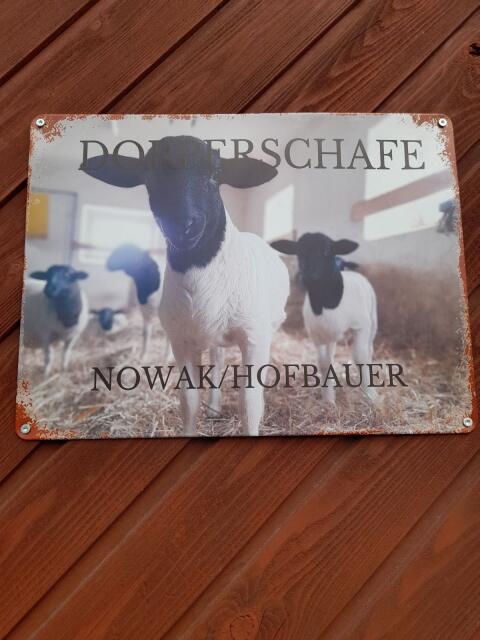 Dorper