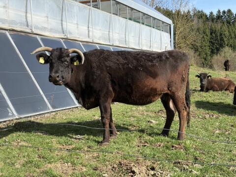 Alte Bio Wagyu Kuh