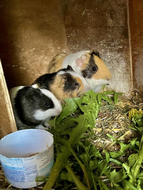Meerschweinchen