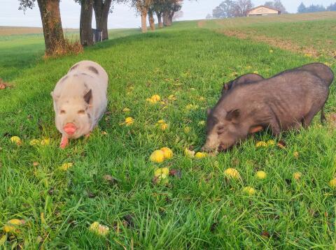 Minischweine amerikanische kastriert Geschwister