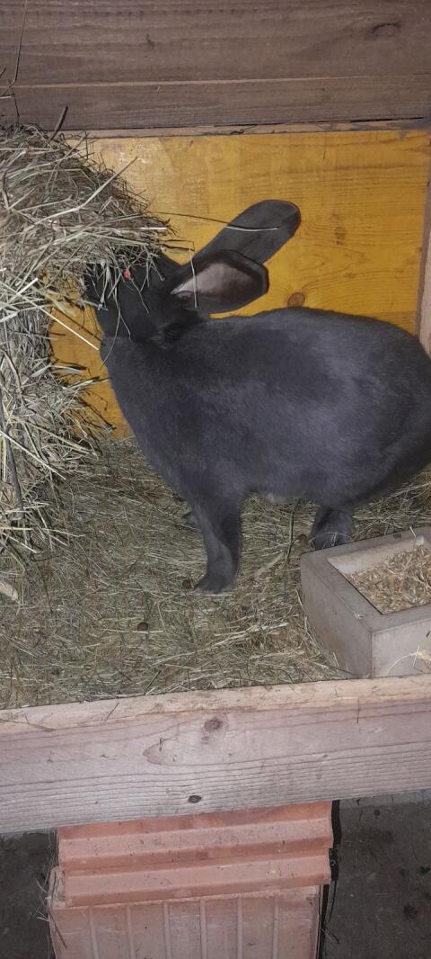 Hase
