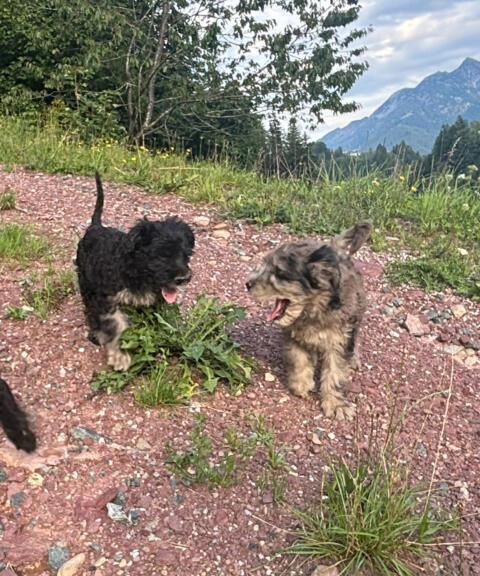 Hirtenhundwelpen