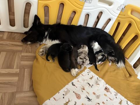 Border Collie Welpen