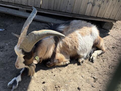 Tauernschecken Ziegenbock
