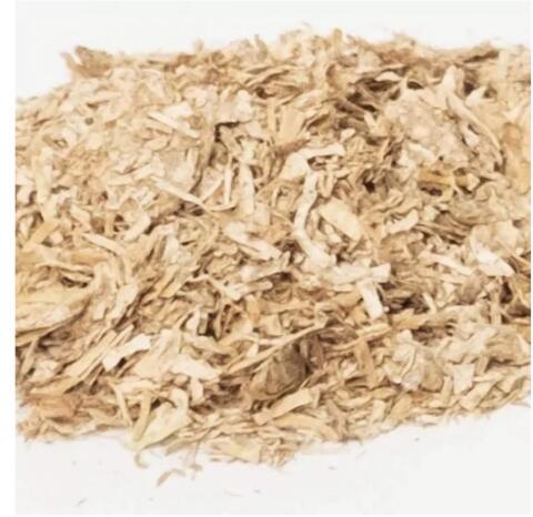 Miscanthus