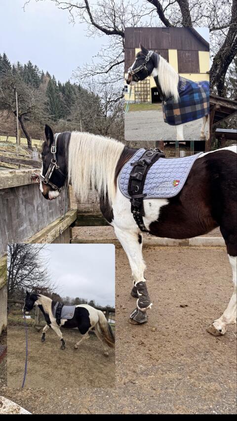 Barock Pinto Stute