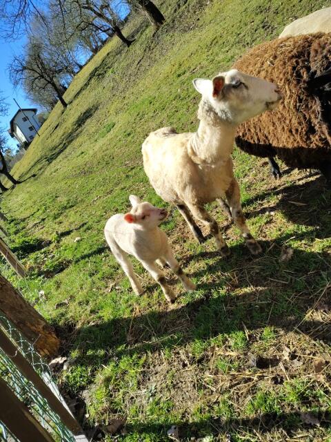 Mutterschaf mit Lamm männlich