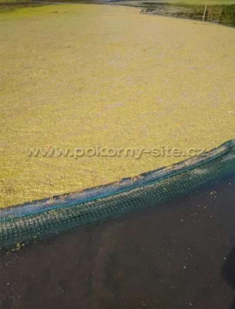 Wasserlinsen Zugnetz 40 m