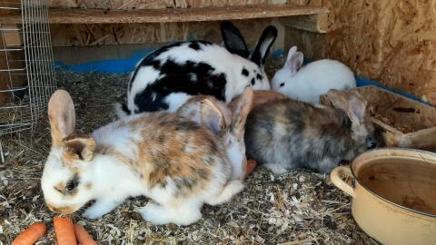 Scheck Tricolor Mix Kaninchen