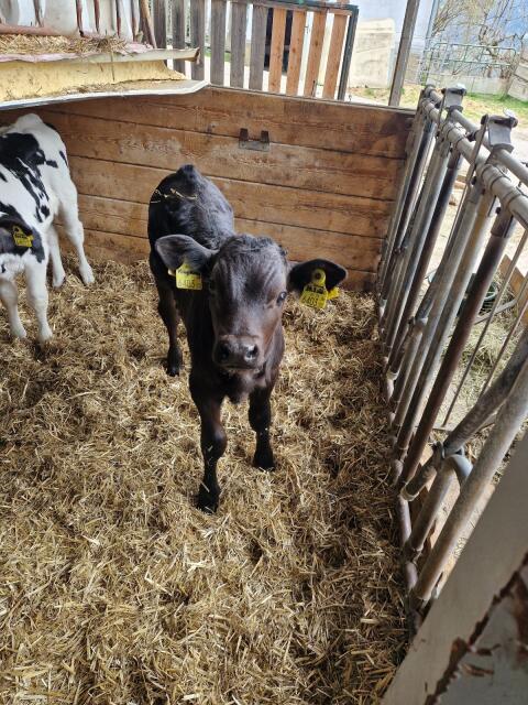 Bio Li.xHF Stierkalb