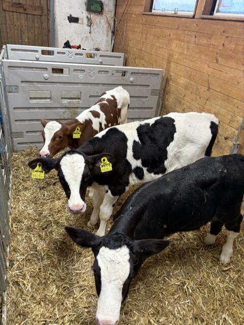 Holstein Bio-Kälber