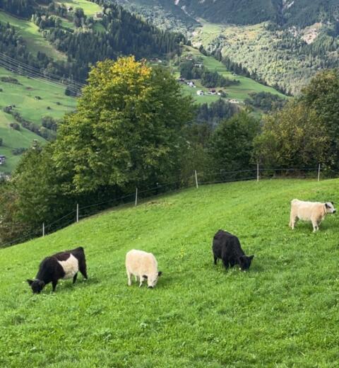 Bio Galloway Zuchtkalb