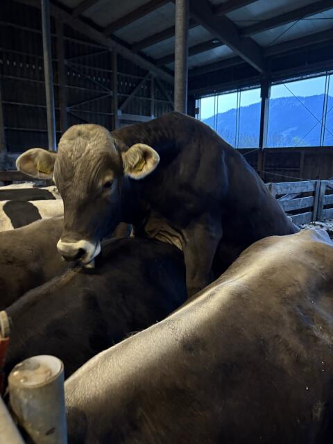 Zuchtstier, Sprungstier