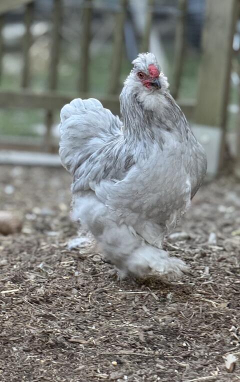 Seidenhuhn Mix