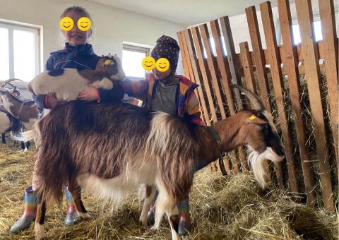 Steirische Scheckenziege mit 1 weiblichen Kitz