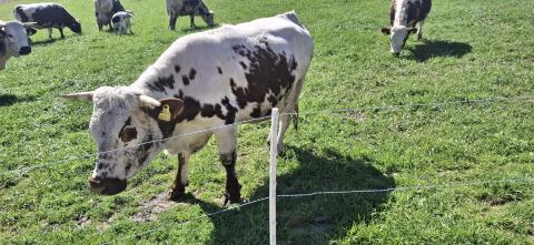 Pustertaler Sprinzen Kuh mit Kalb