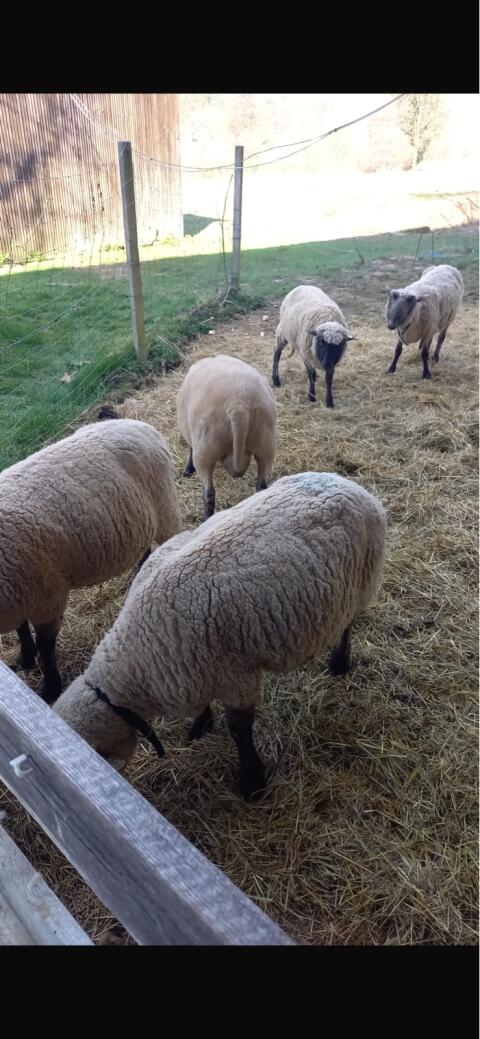 Shropshire Mutterschafe