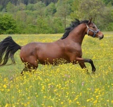 Reitpony Deckhengst