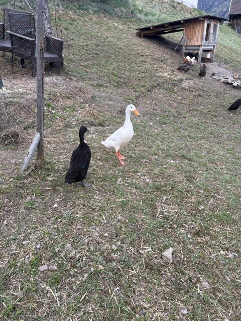 Fotos folgen. Entenfamilie, 1 Erpel und 3 Enten