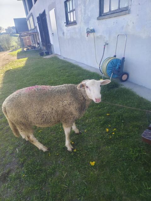 Verkaufe Schafbock (Widder)