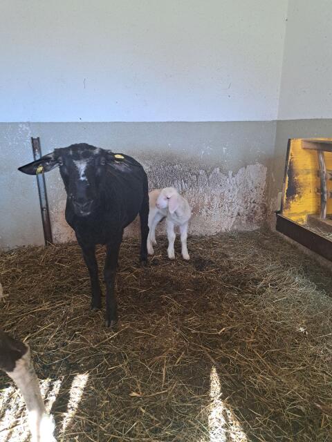 Texel Schaf mit Lamm