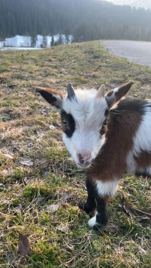 Mehrere Tauernschecken Böcke zum Abgeben